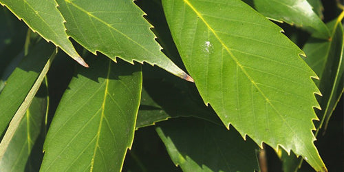 참 가시나무 잎 / Chinese Evergreen Oak Leaves