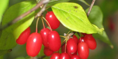산수유 Asiatic Dogwood Fruit