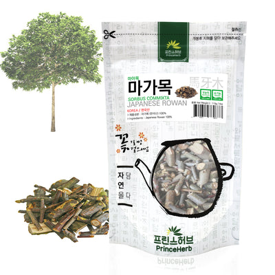 Sorbus Commixta / Japanese Rowan | [한국산] 마가목 (마아목)
