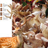 Deer Antler (Russia) 400g | [러시아산] 녹각 400g