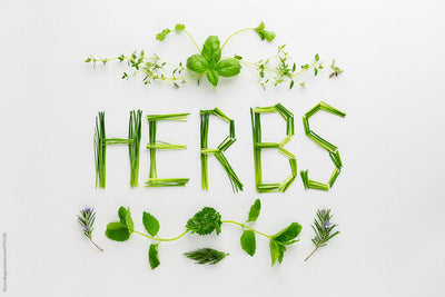 Herb Sample | 약초샘플