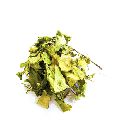 Sambung Nyawa ( New Sprouts ) | [한국산] 명월초 (당뇨초,삼붕초) 새순