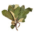 Loquat Leaf (eriobotrya japonica) | [한국산] 비파엽